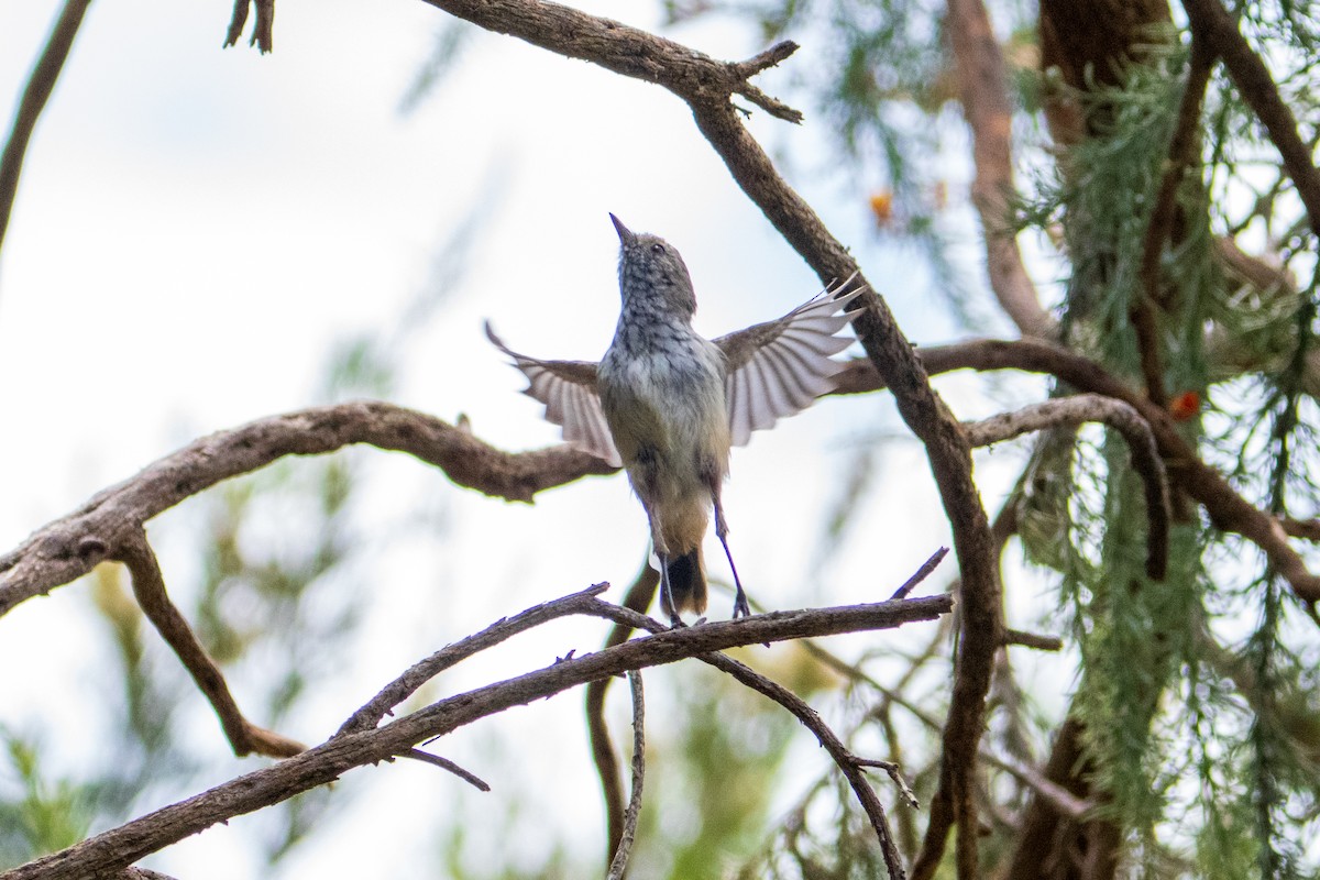 Inland Thornbill - ML645636557