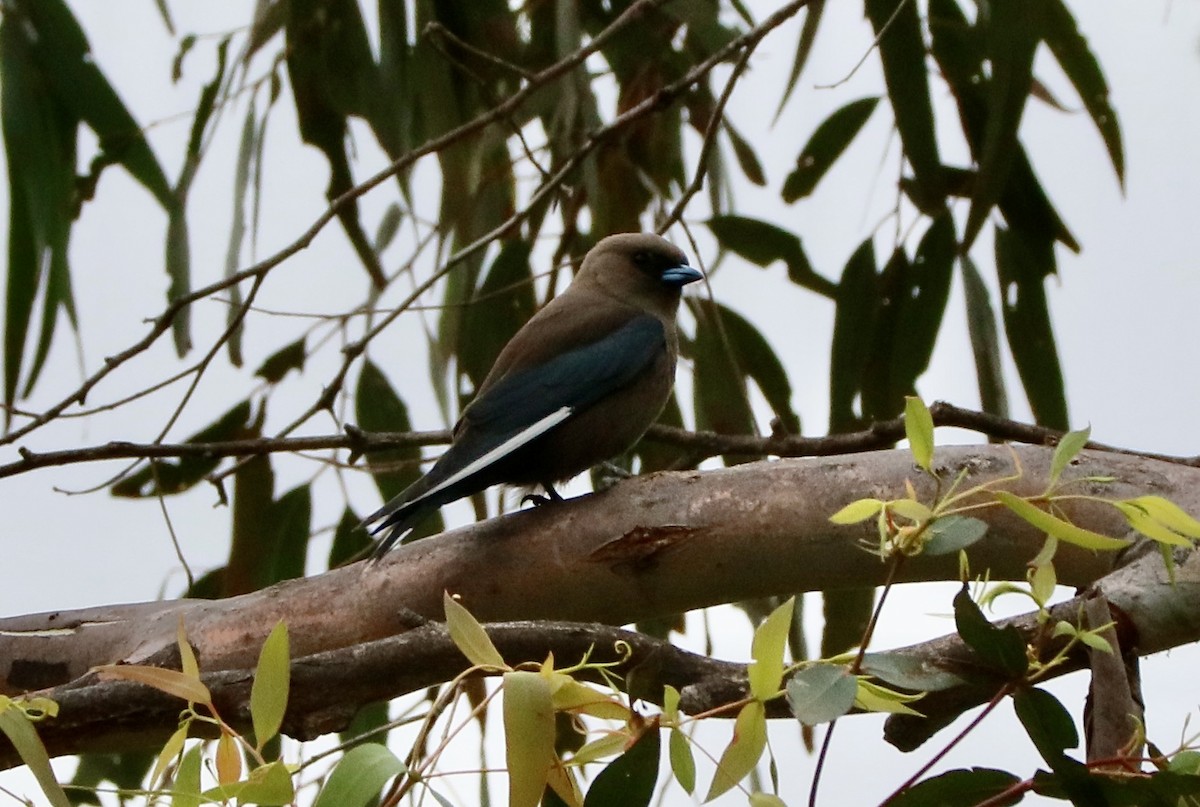 Rußschwalbenstar - ML645636558