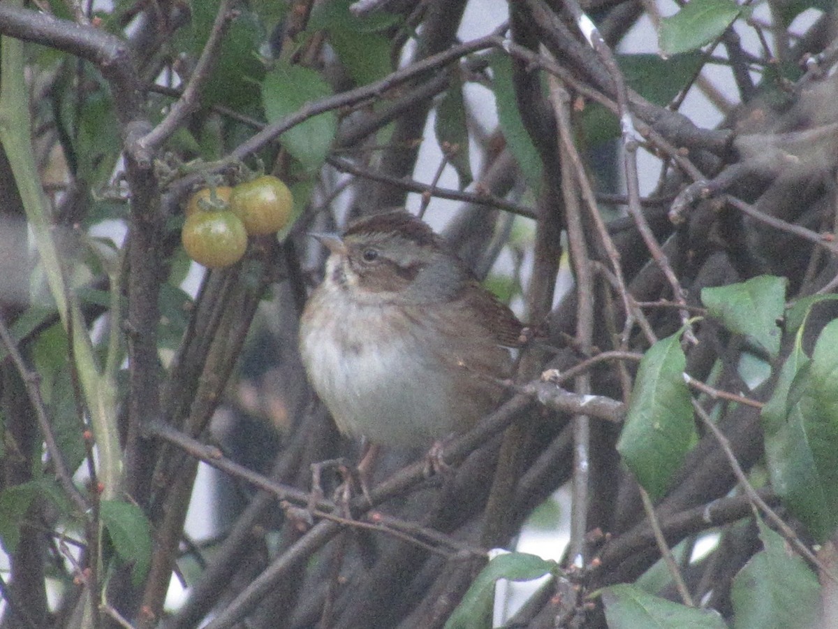 Swamp Sparrow - ML645636560