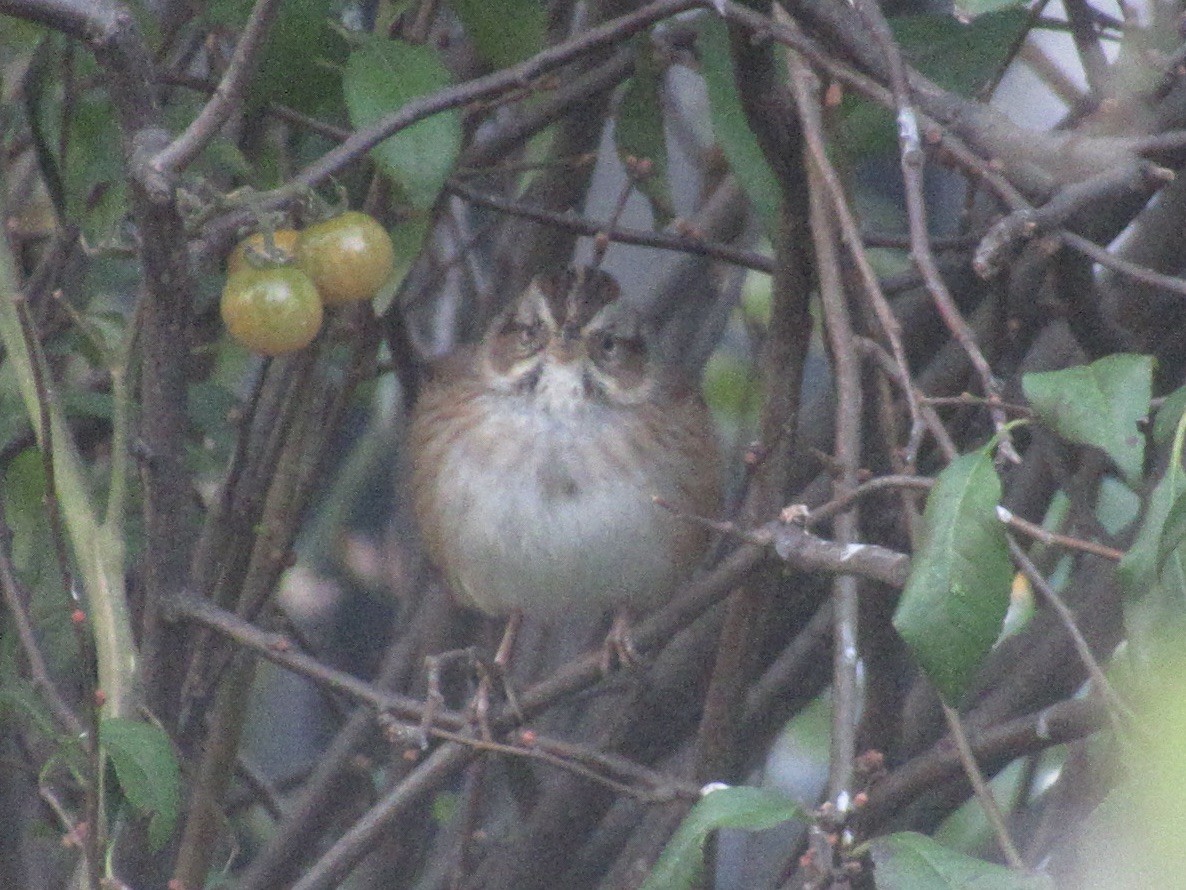 Swamp Sparrow - ML645636561