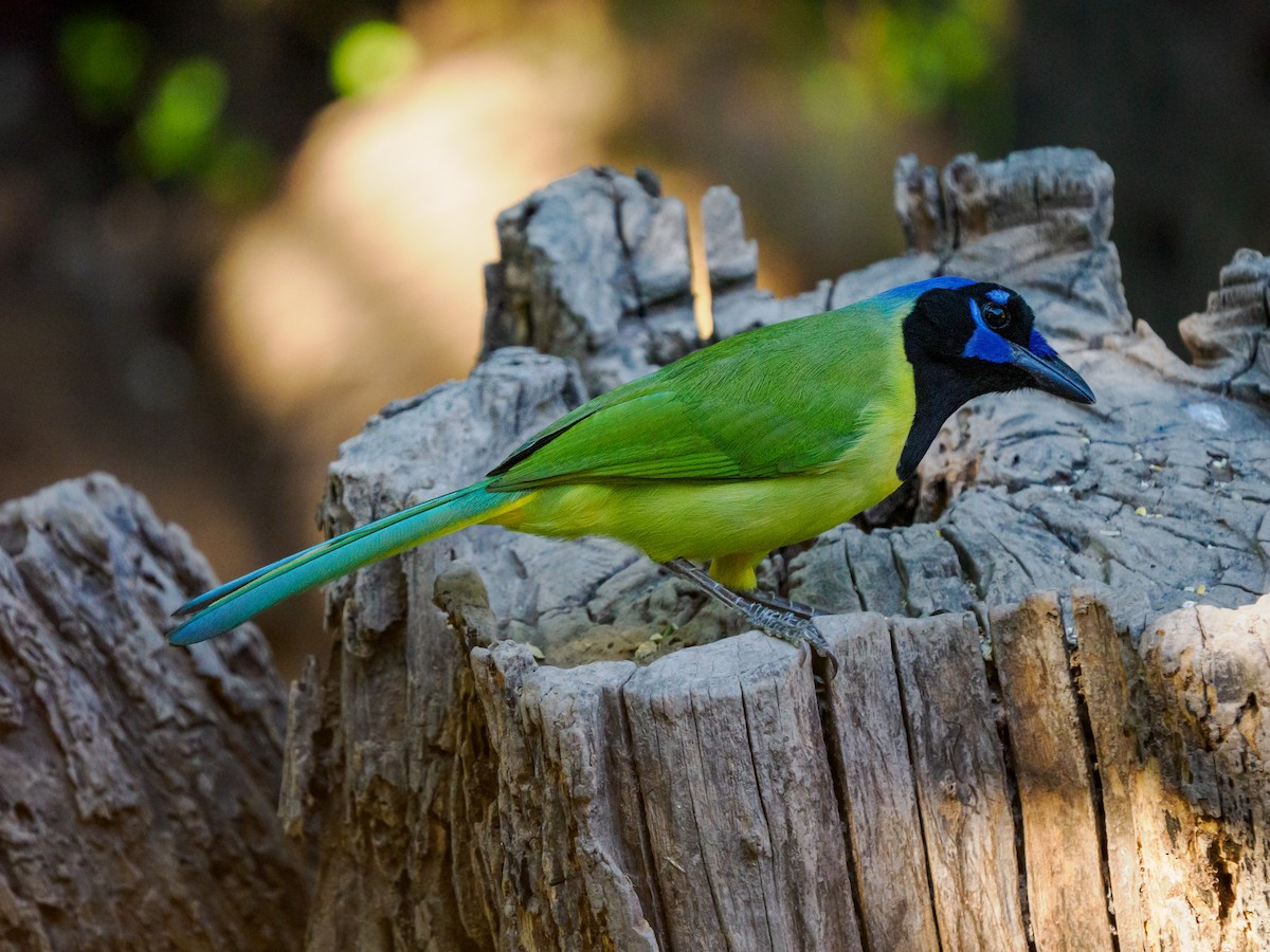 sojka zelenavá - ML645636562