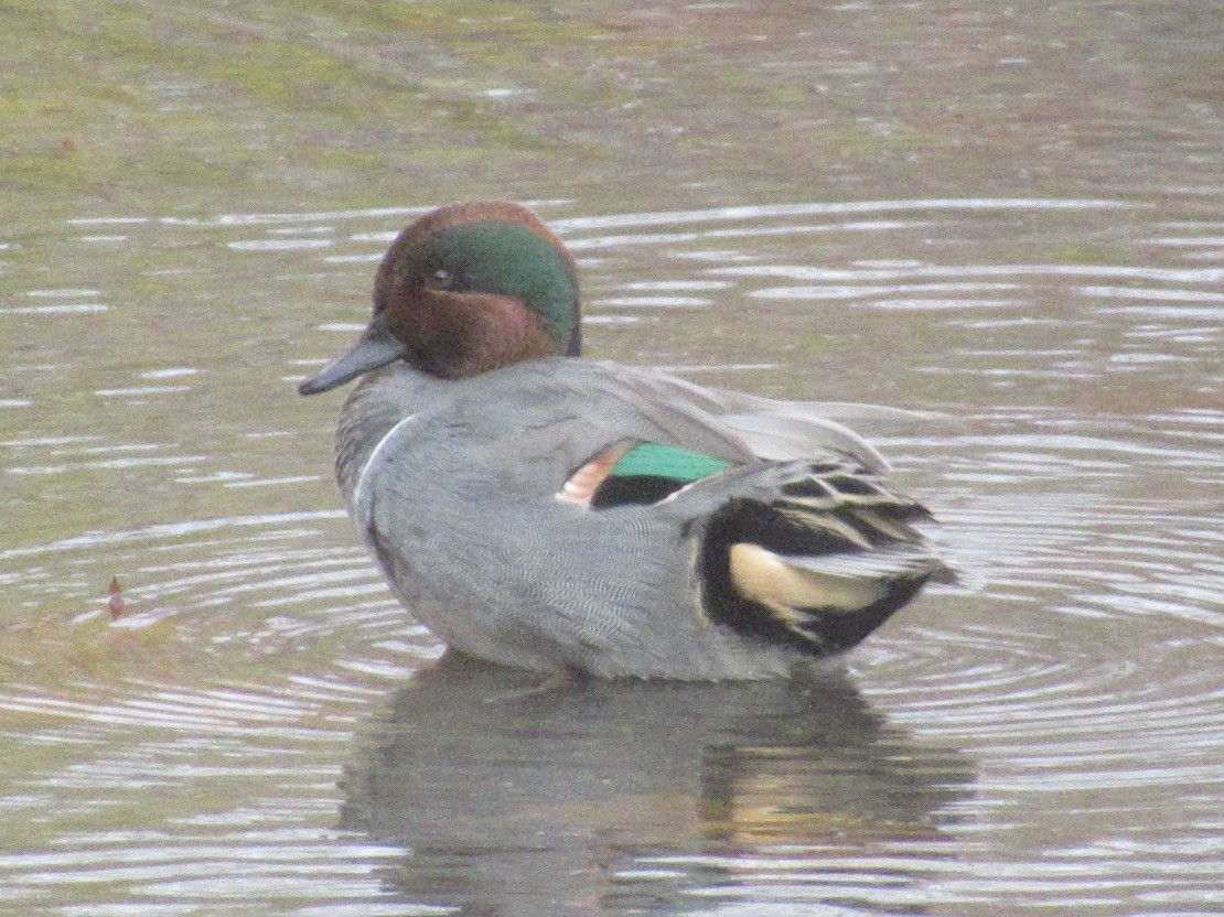 Green-winged Teal - ML645636563