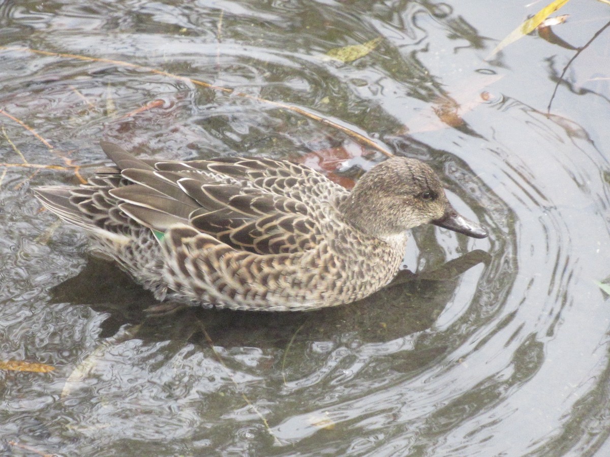 Green-winged Teal - ML645636564