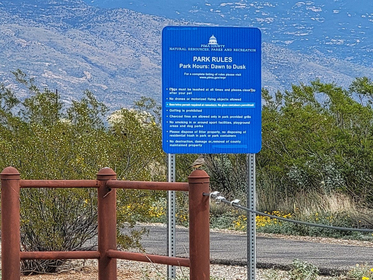 Say's Phoebe - ML645636565