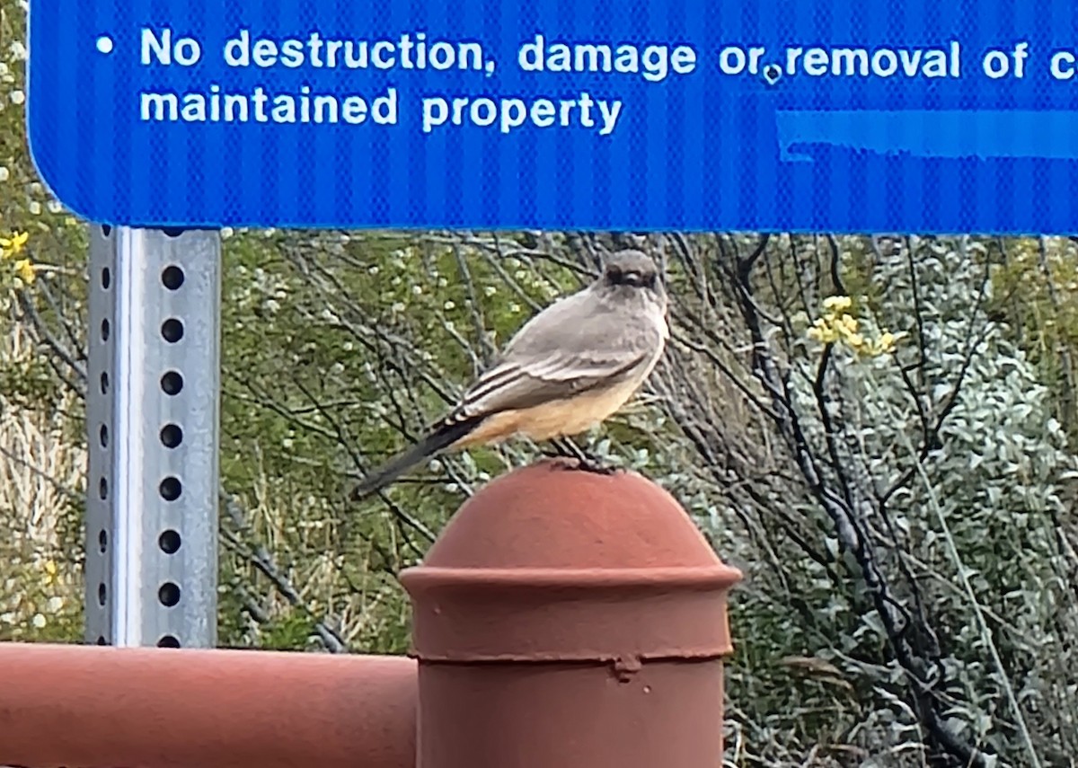 Say's Phoebe - ML645636566