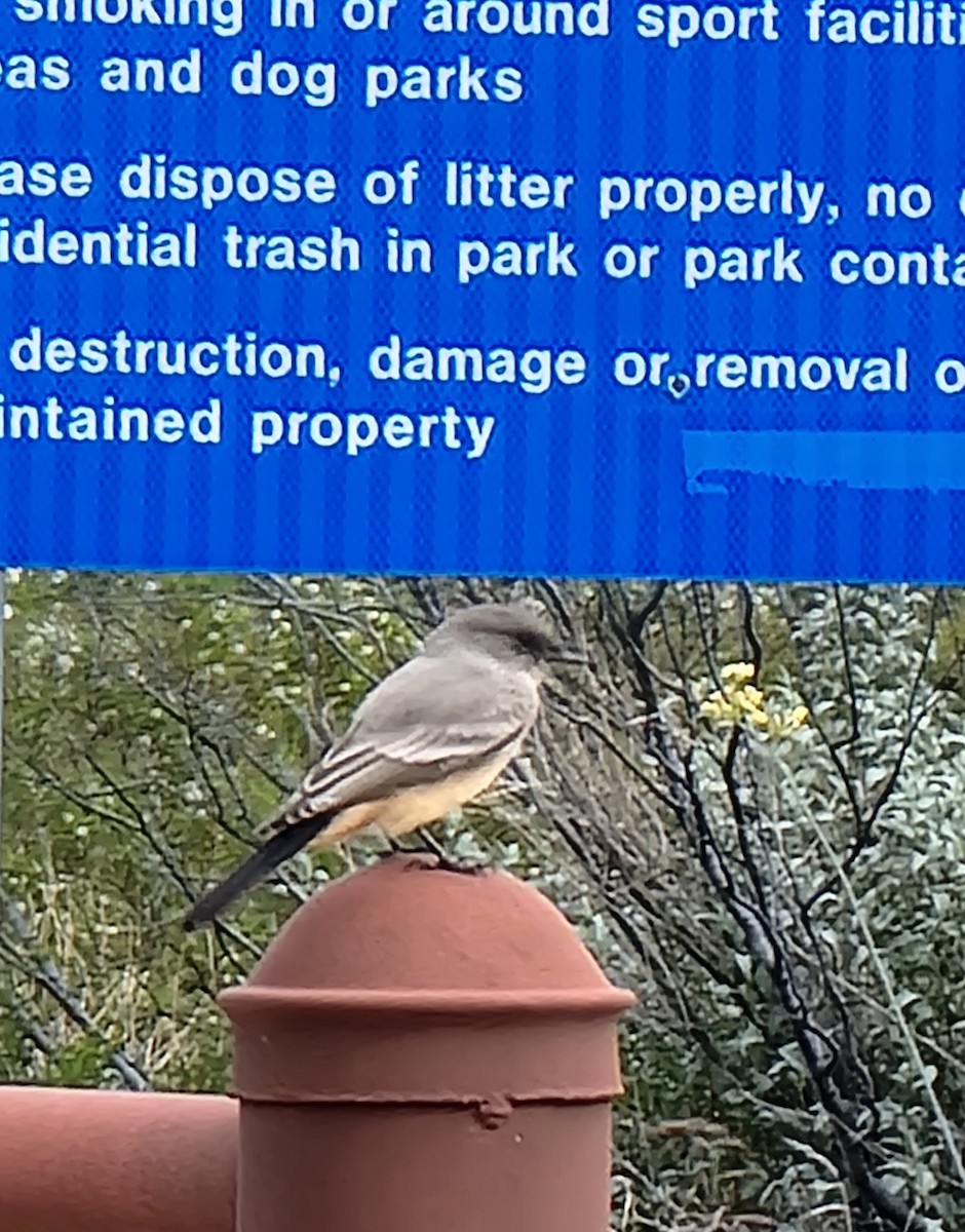 Say's Phoebe - ML645636567