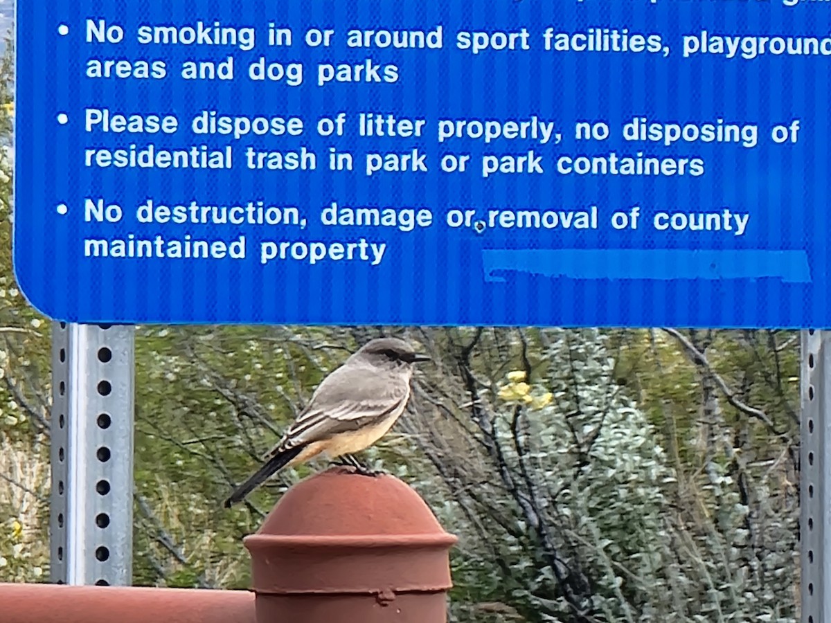 Say's Phoebe - ML645636568