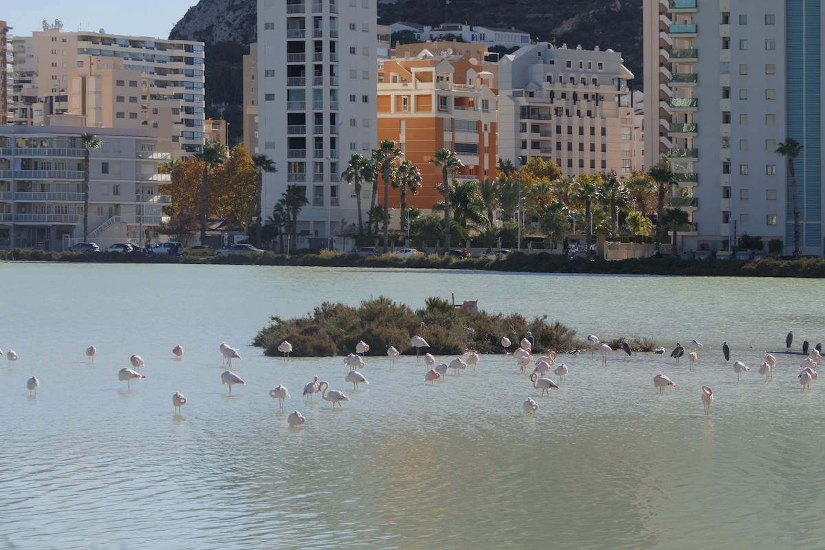 Ягаан нал - ML645636574