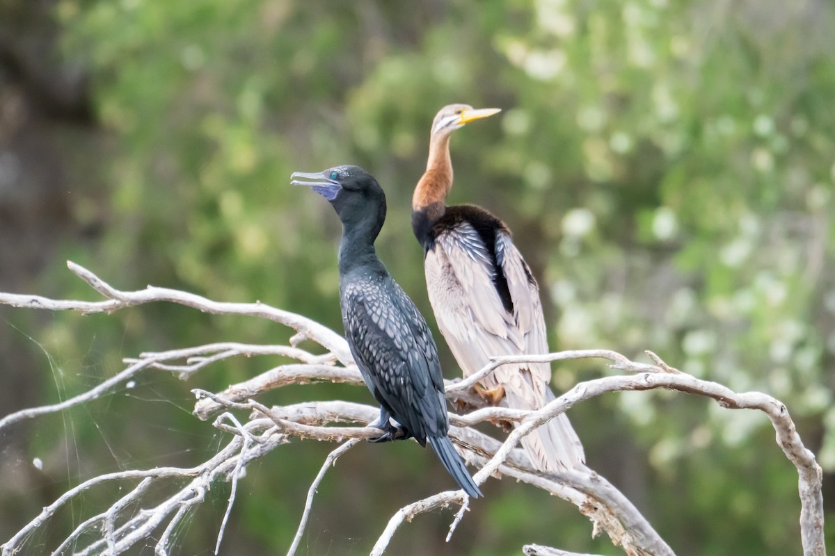 Little Black Cormorant - ML645636575