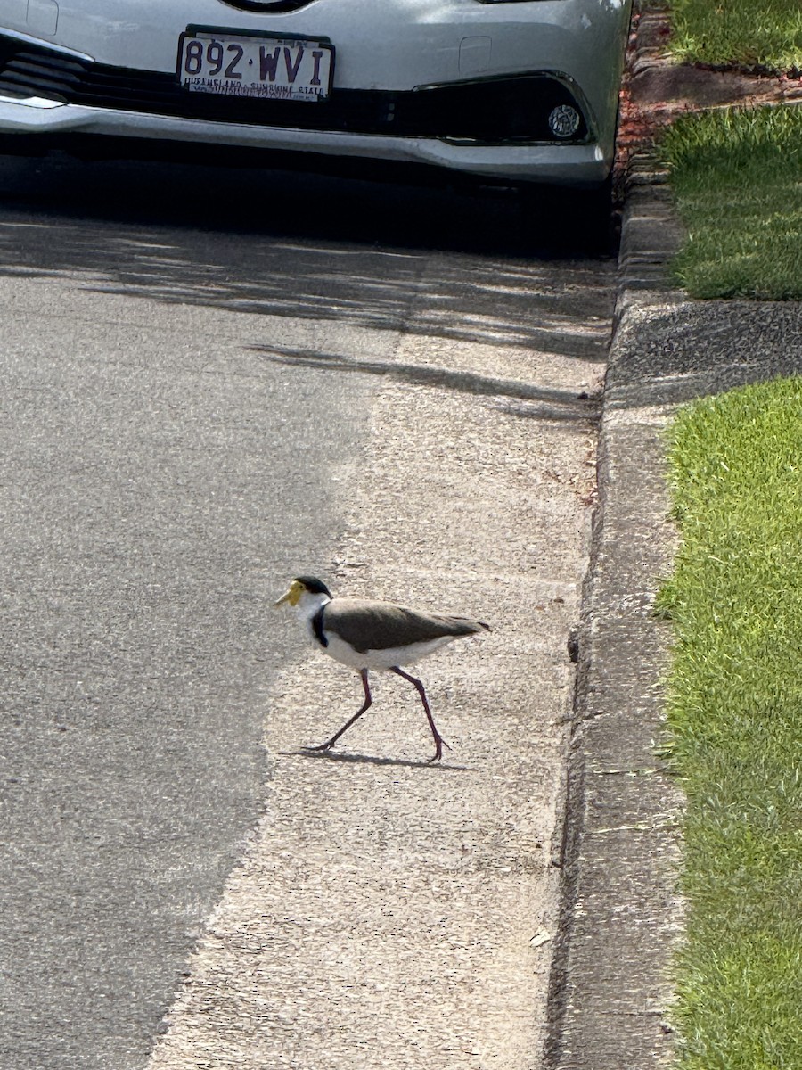 Hegabera maskaraduna - ML645636579