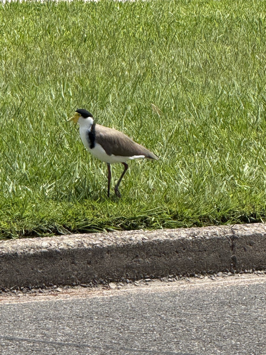 Hegabera maskaraduna - ML645636581