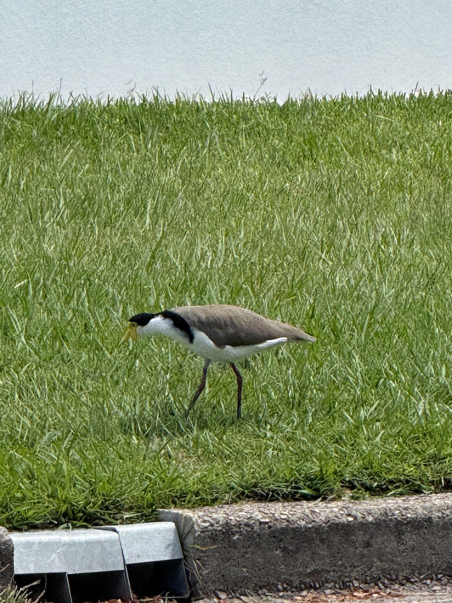 Hegabera maskaraduna - ML645636582