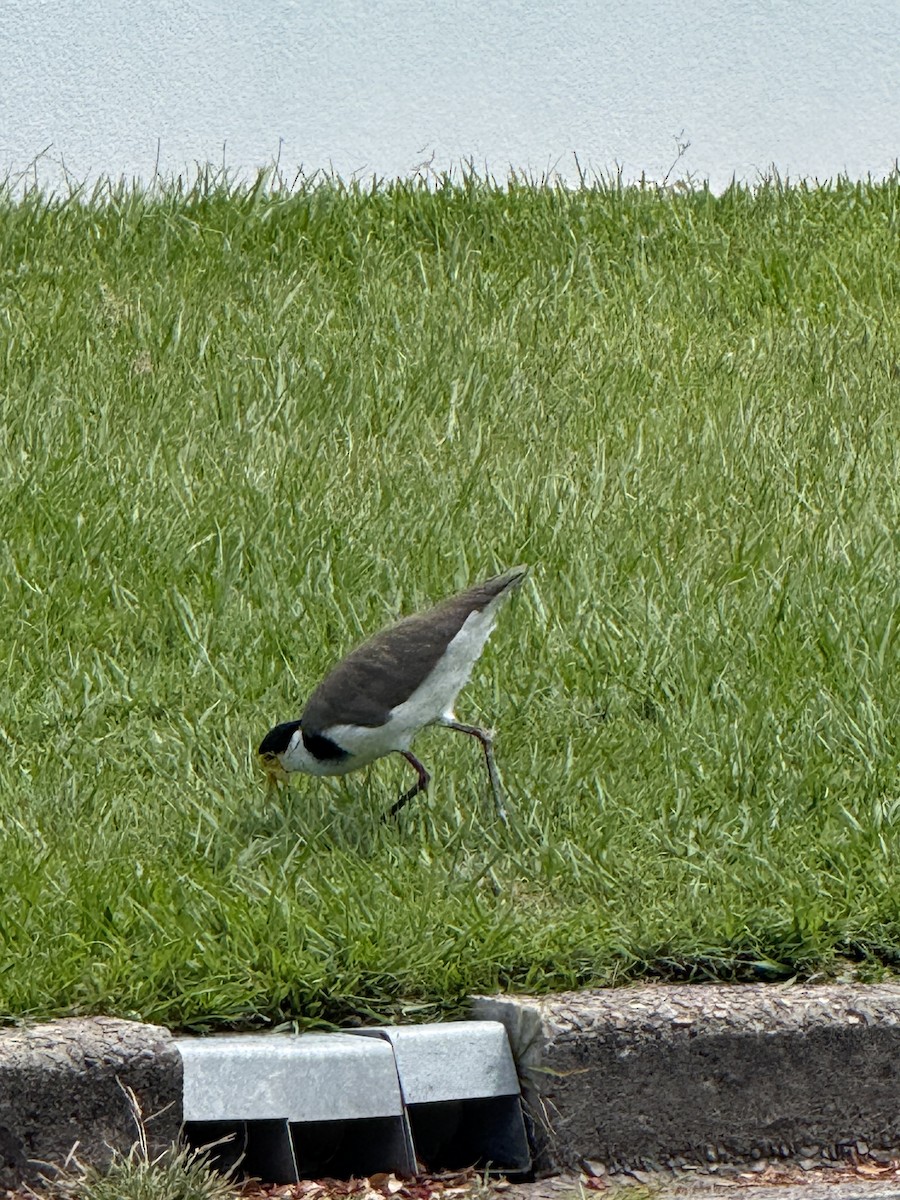 Hegabera maskaraduna - ML645636585