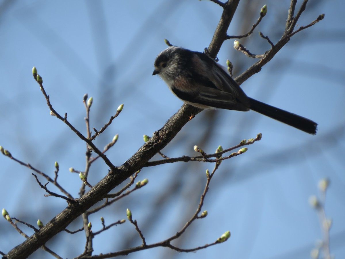 Long-tailed Tit - ML645636596