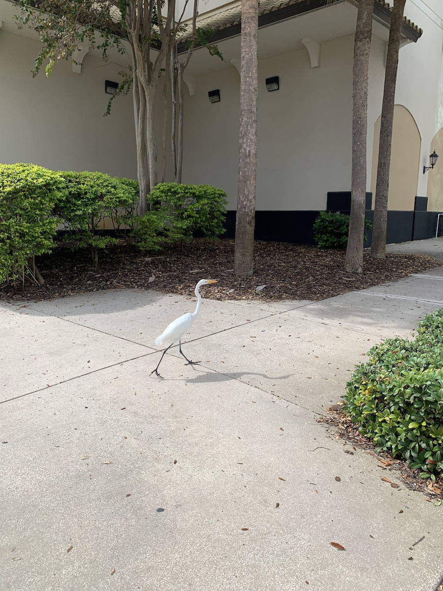 Great Egret (American) - ML645636597