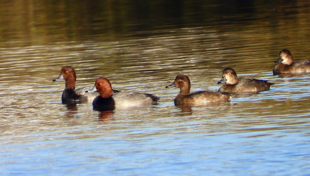 Redhead - ML645636598