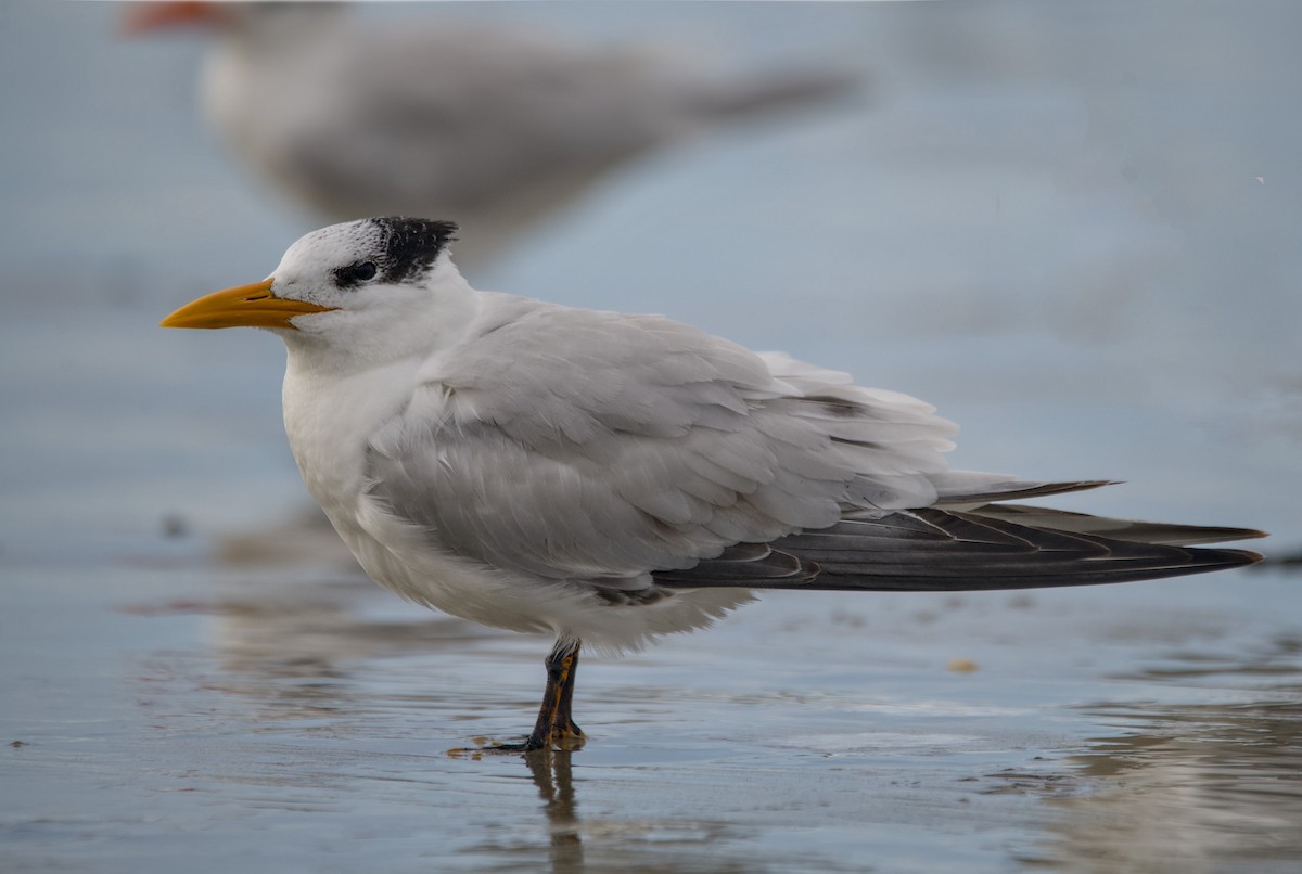 Txenada handi amerikarra - ML645636600