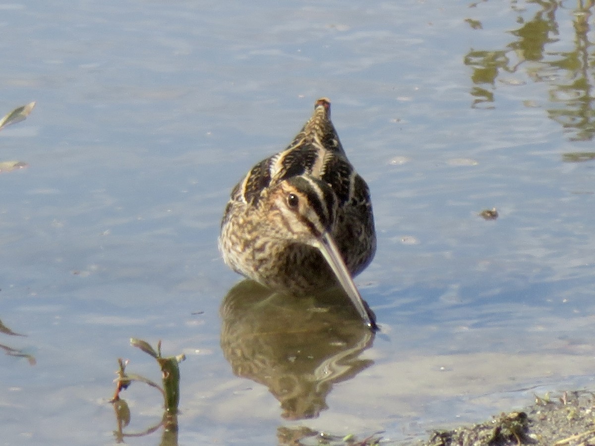 Wilson's Snipe - ML645636613