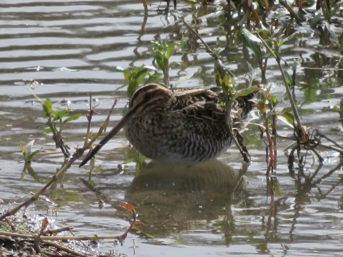 Wilson's Snipe - ML645636614