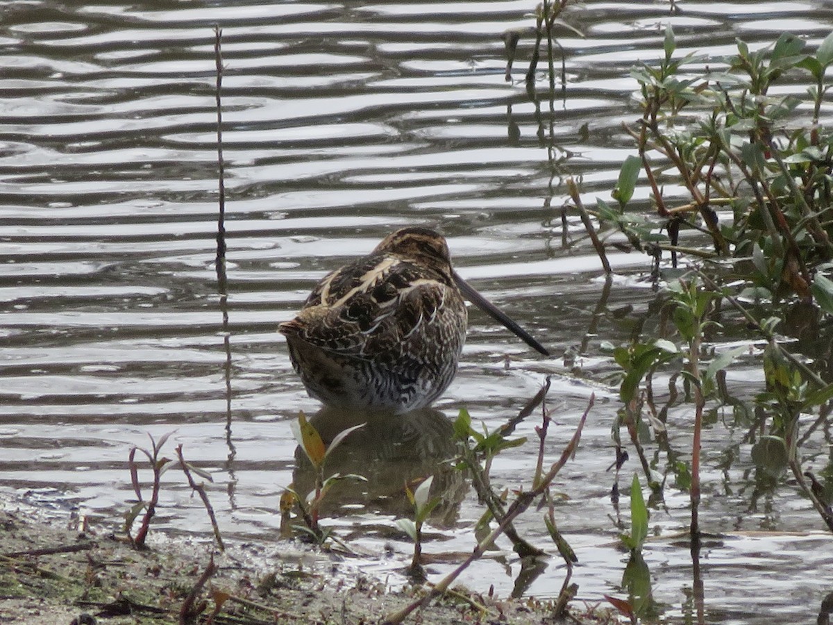 Wilson's Snipe - ML645636615
