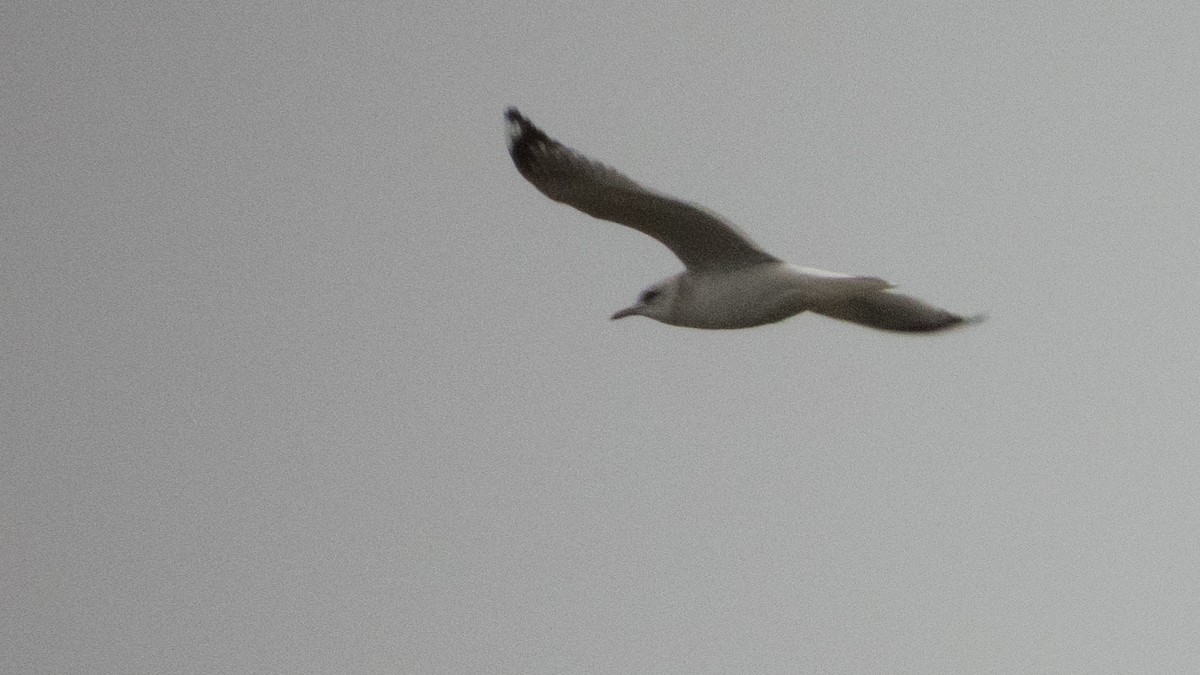 Short-billed Gull - ML645636619