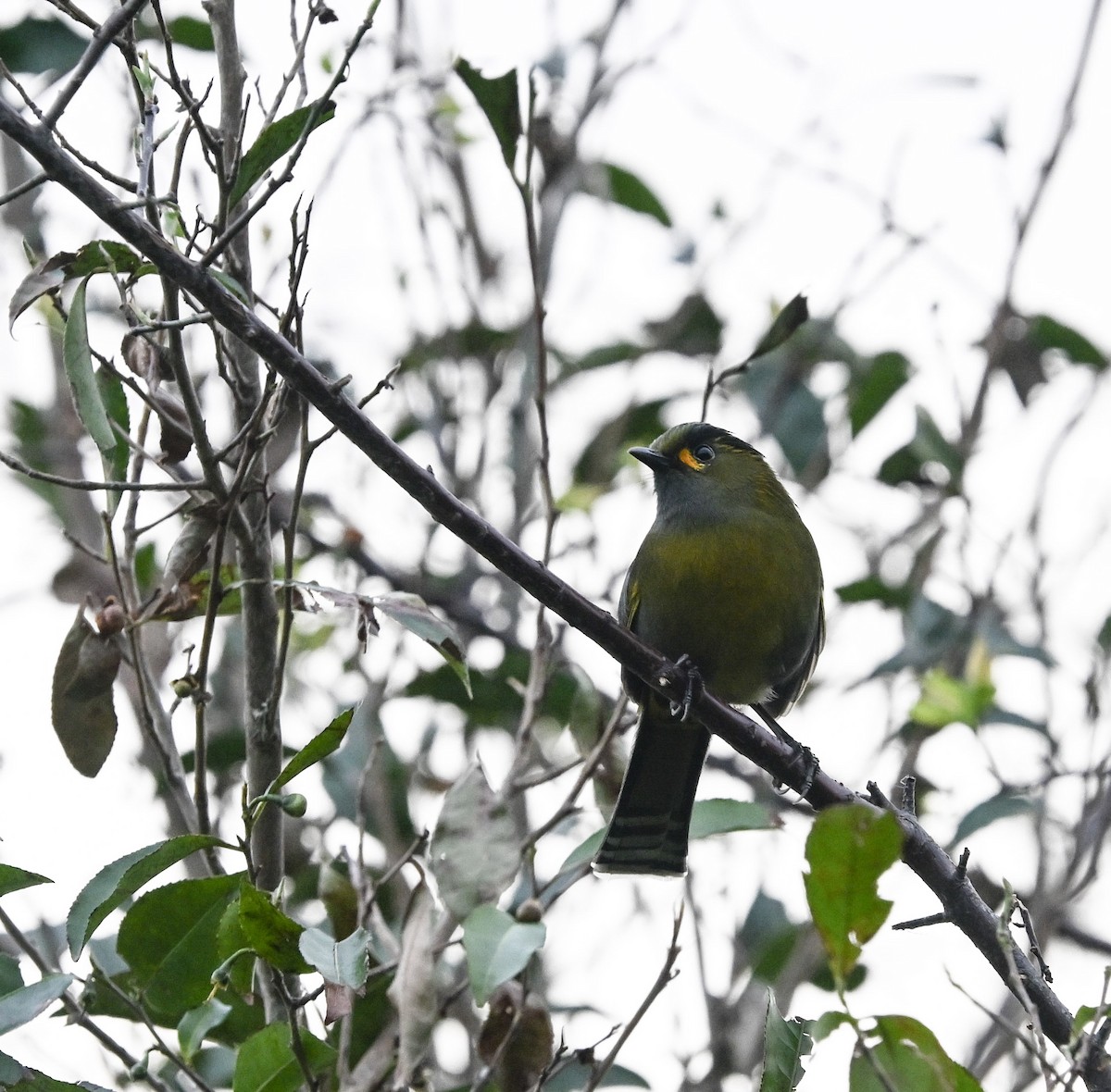 Taiwan Liocichla - ML645636633