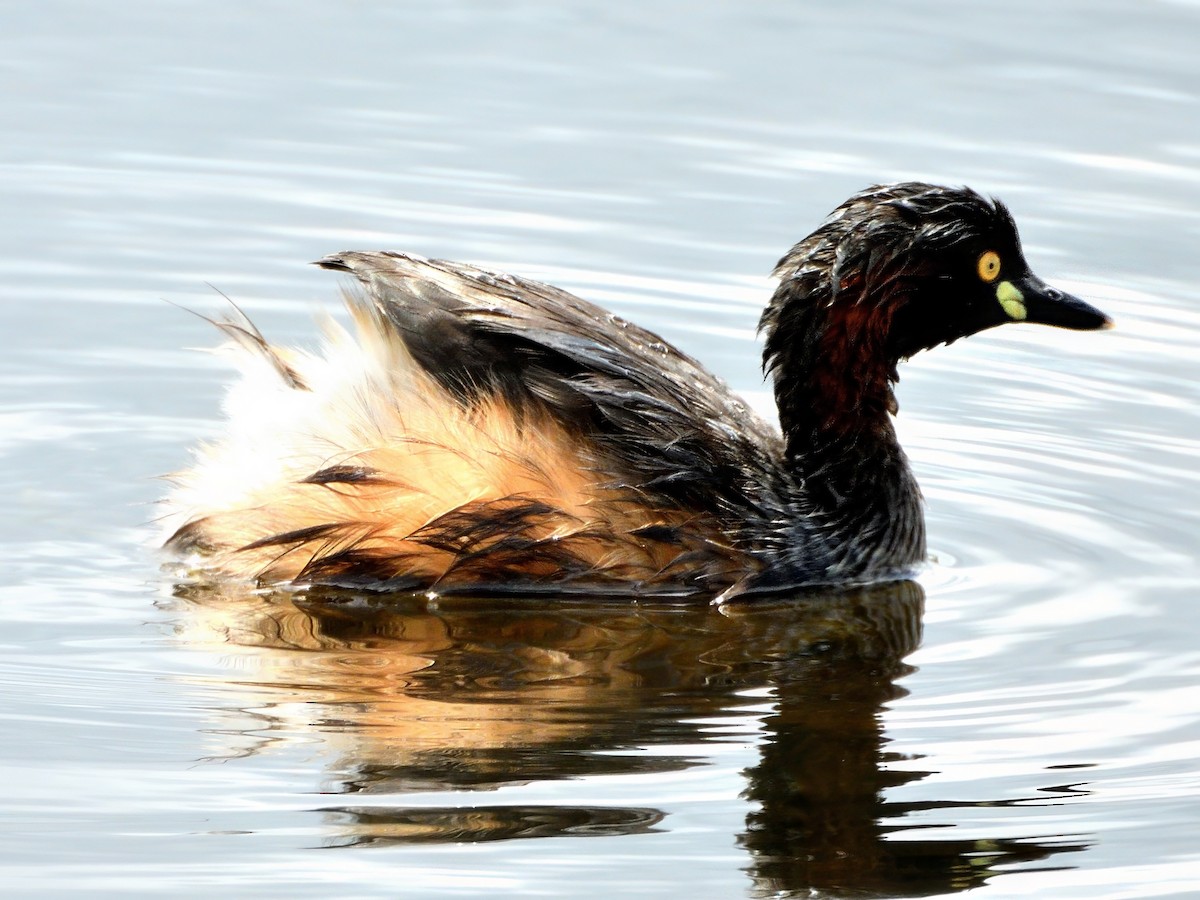 Австралийская поганка - ML645636647