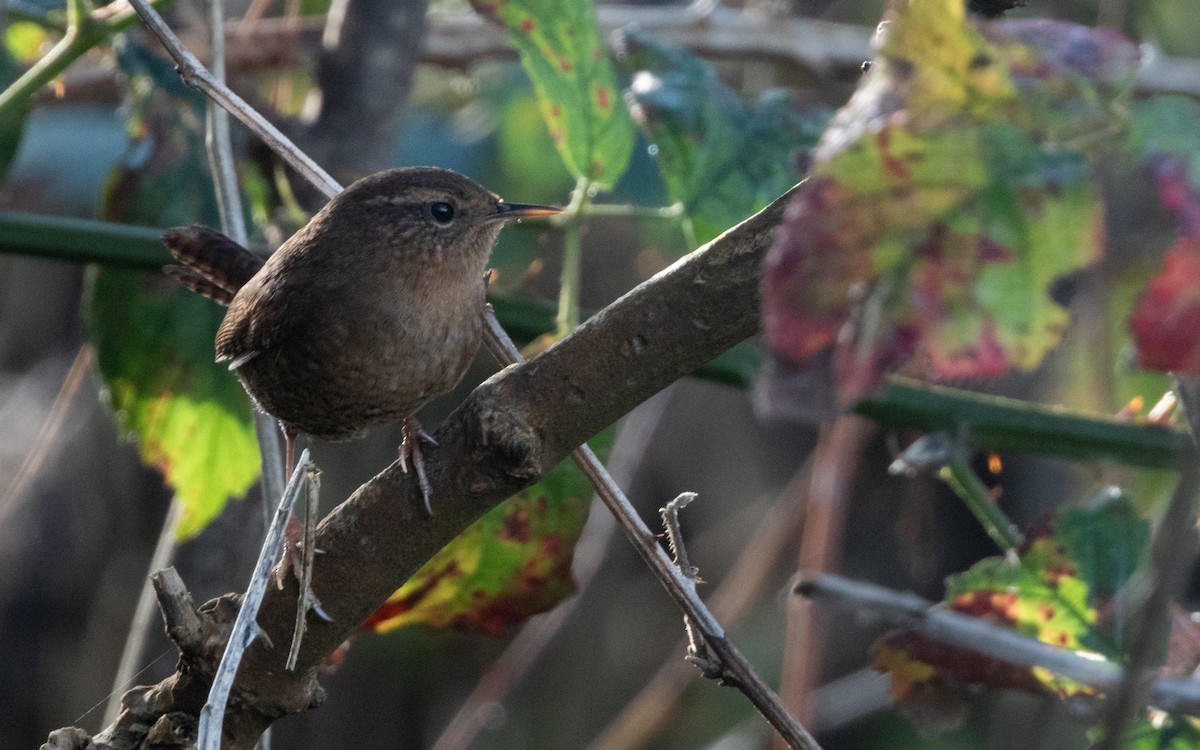 Pacific Wren - ML645636652