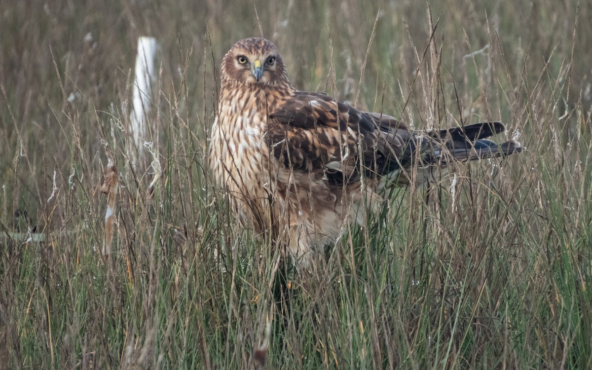 Лунь американський - ML645636653