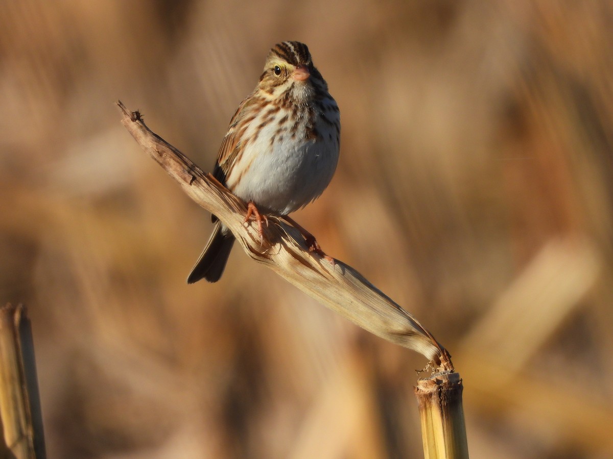 Savannah Sparrow - ML645636666
