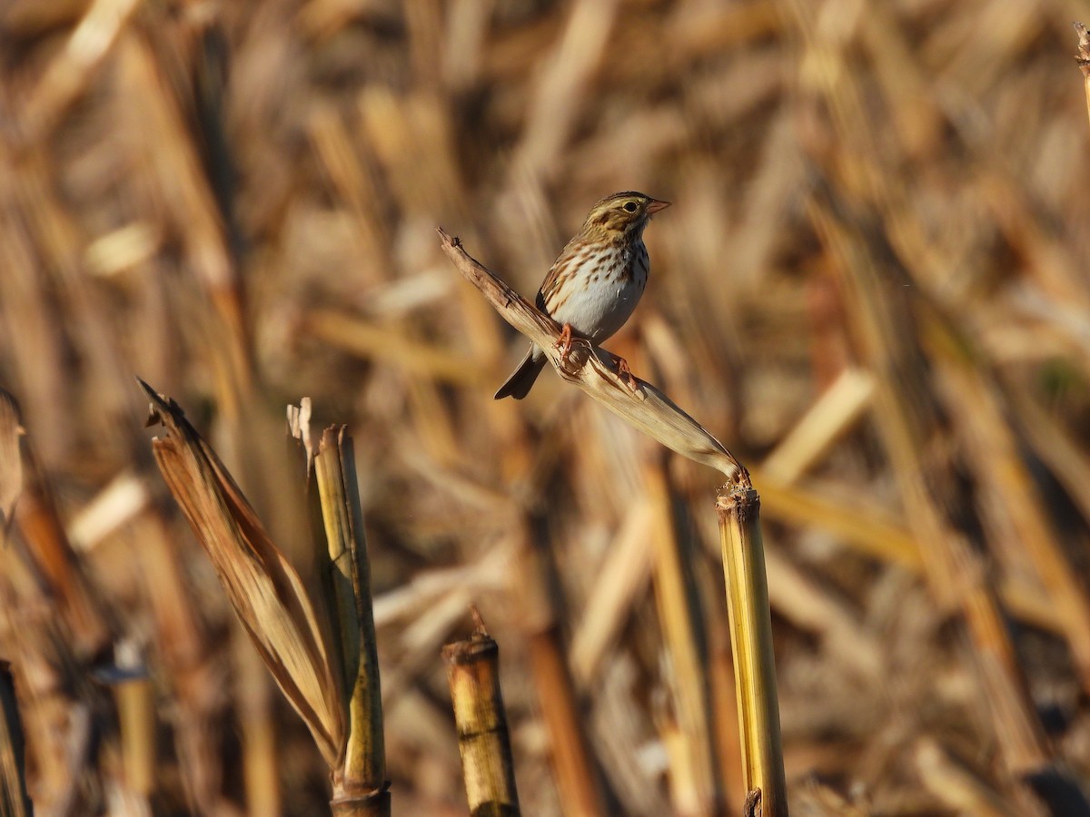 Savannah Sparrow - ML645636667