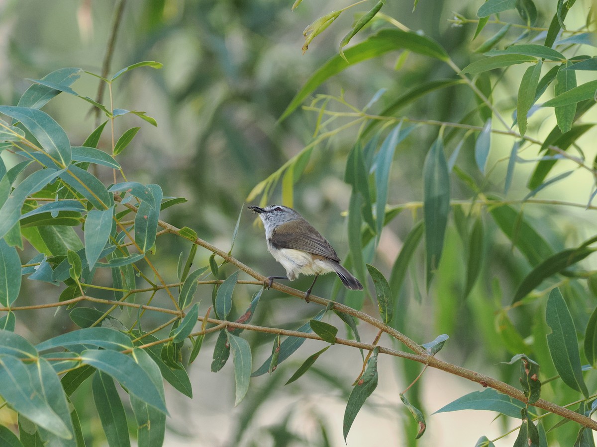 チャイロセンニョムシクイ - ML645636675