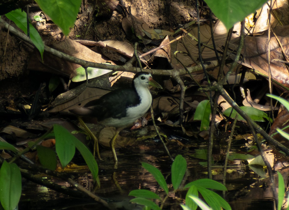 Râle à poitrine blanche - ML645636678