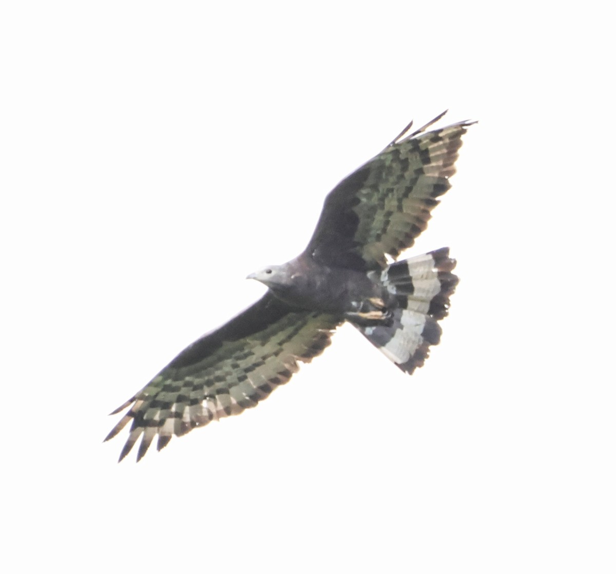 Oriental Honey-buzzard - ML645636681