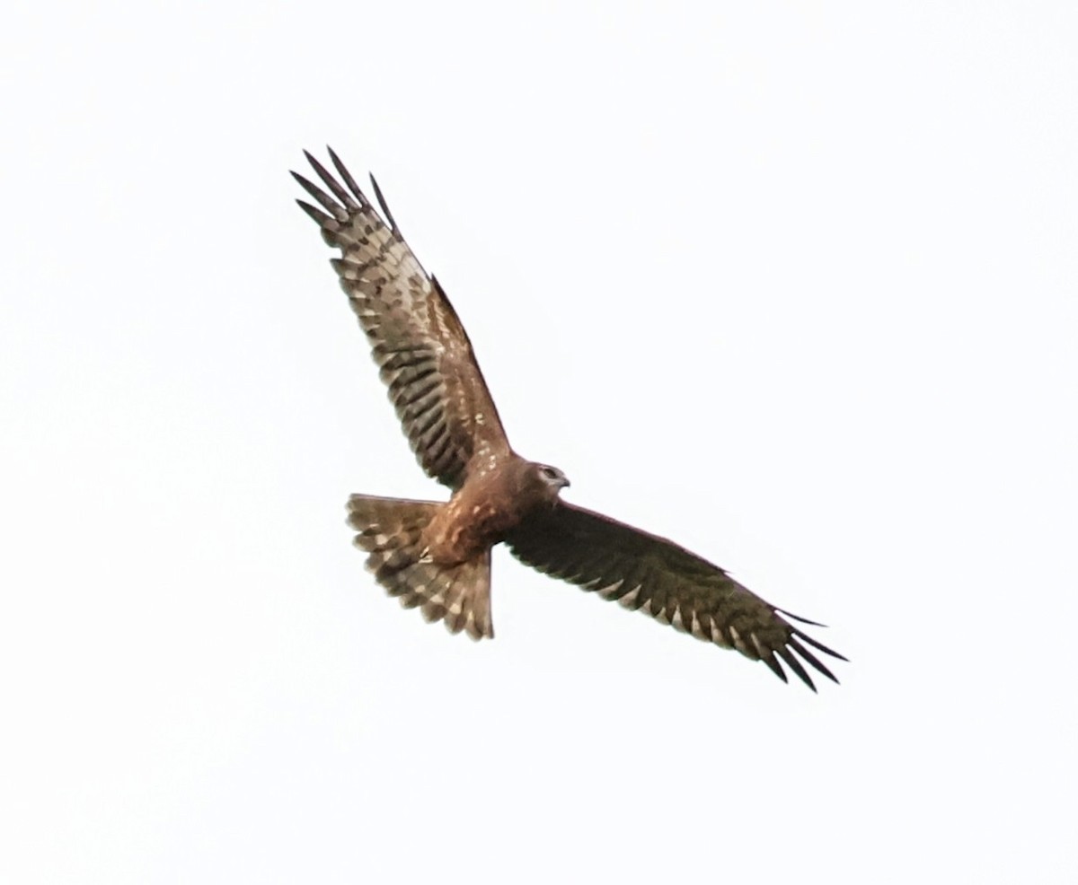 Pied Harrier - ML645636683