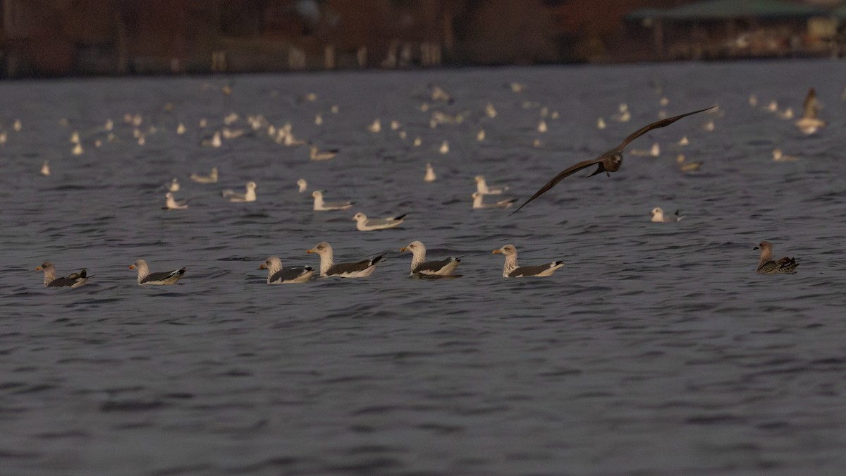 racek žlutonohý - ML645636685