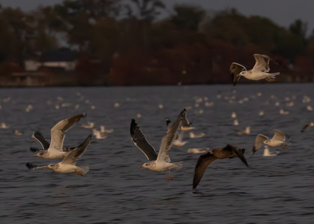 racek žlutonohý - ML645636686