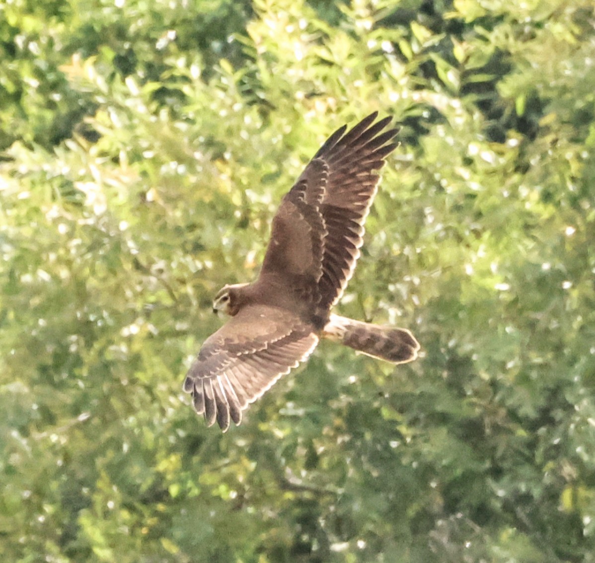 Pied Harrier - ML645636687