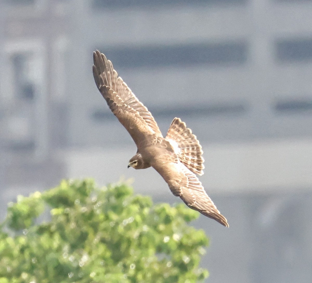 Pied Harrier - ML645636689