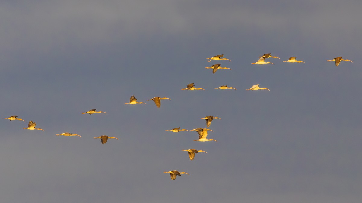 Ak Aynak - ML645636691