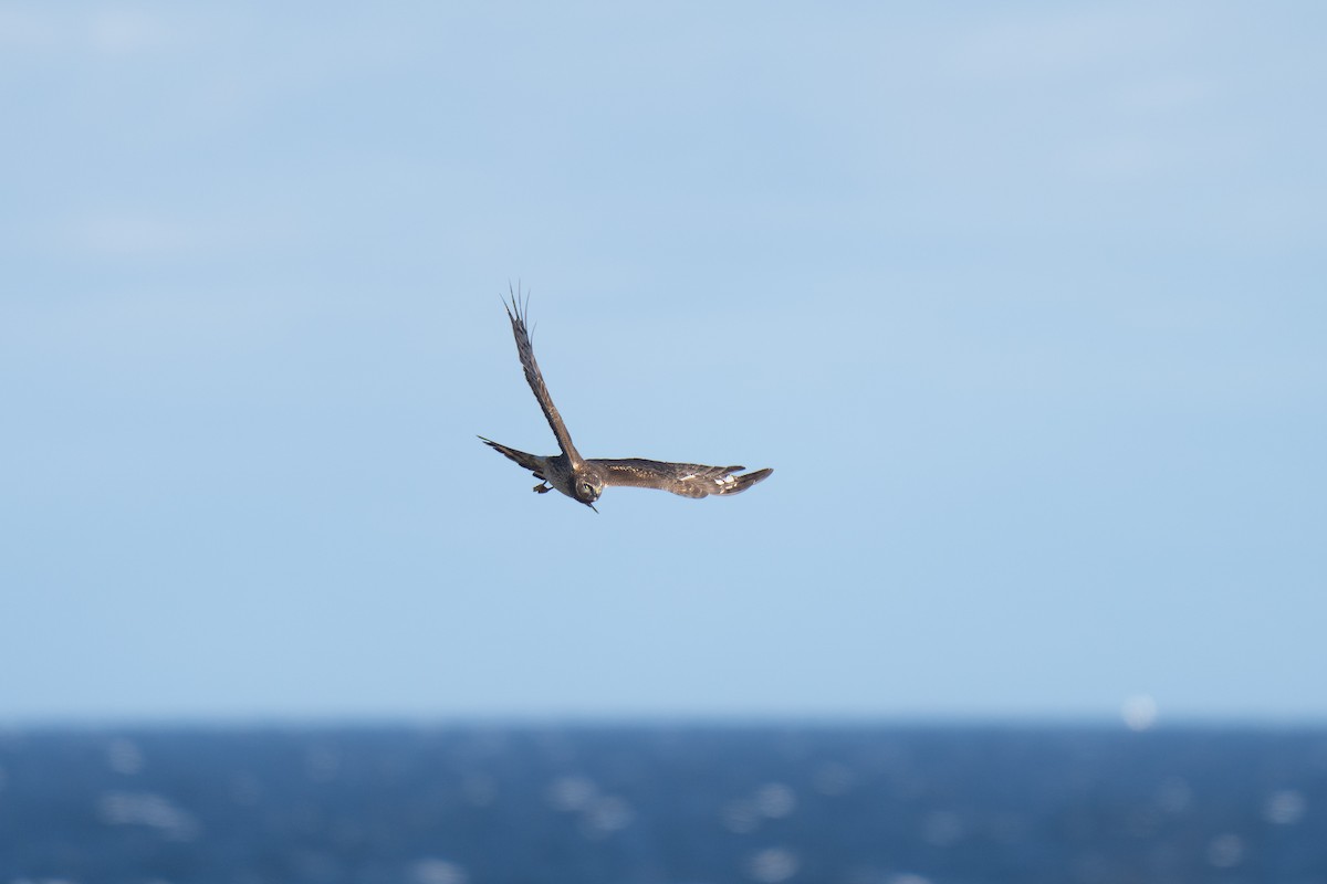 Лунь американський - ML645636692