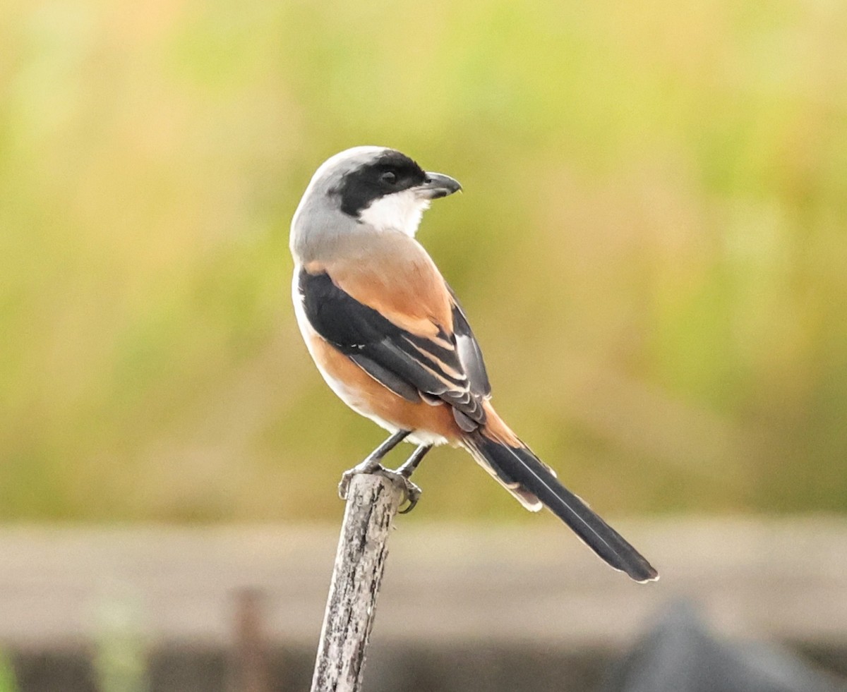 Long-tailed Shrike - ML645636694