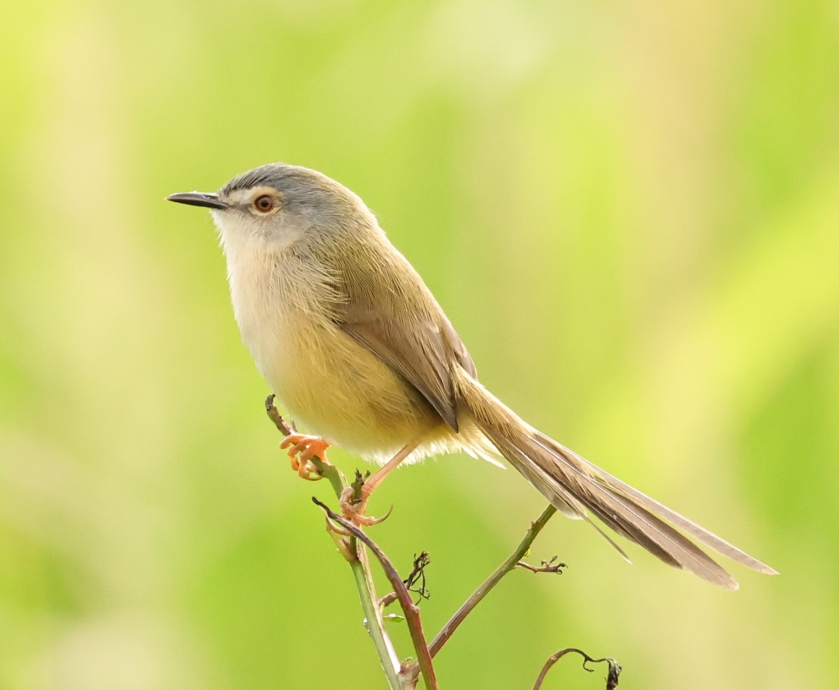 Yellow-bellied Prinia - ML645636699