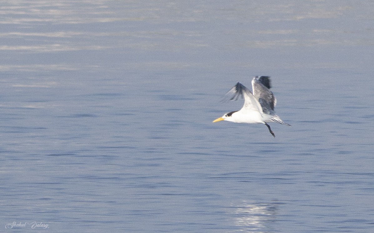 Lesser Crested Tern - ML645636705