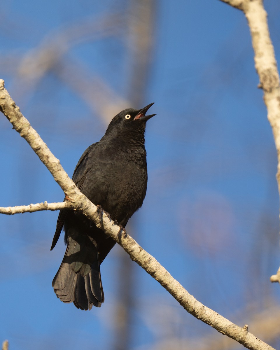 Rusty Blackbird - ML645636708