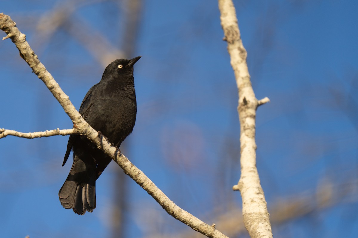 Rusty Blackbird - ML645636710