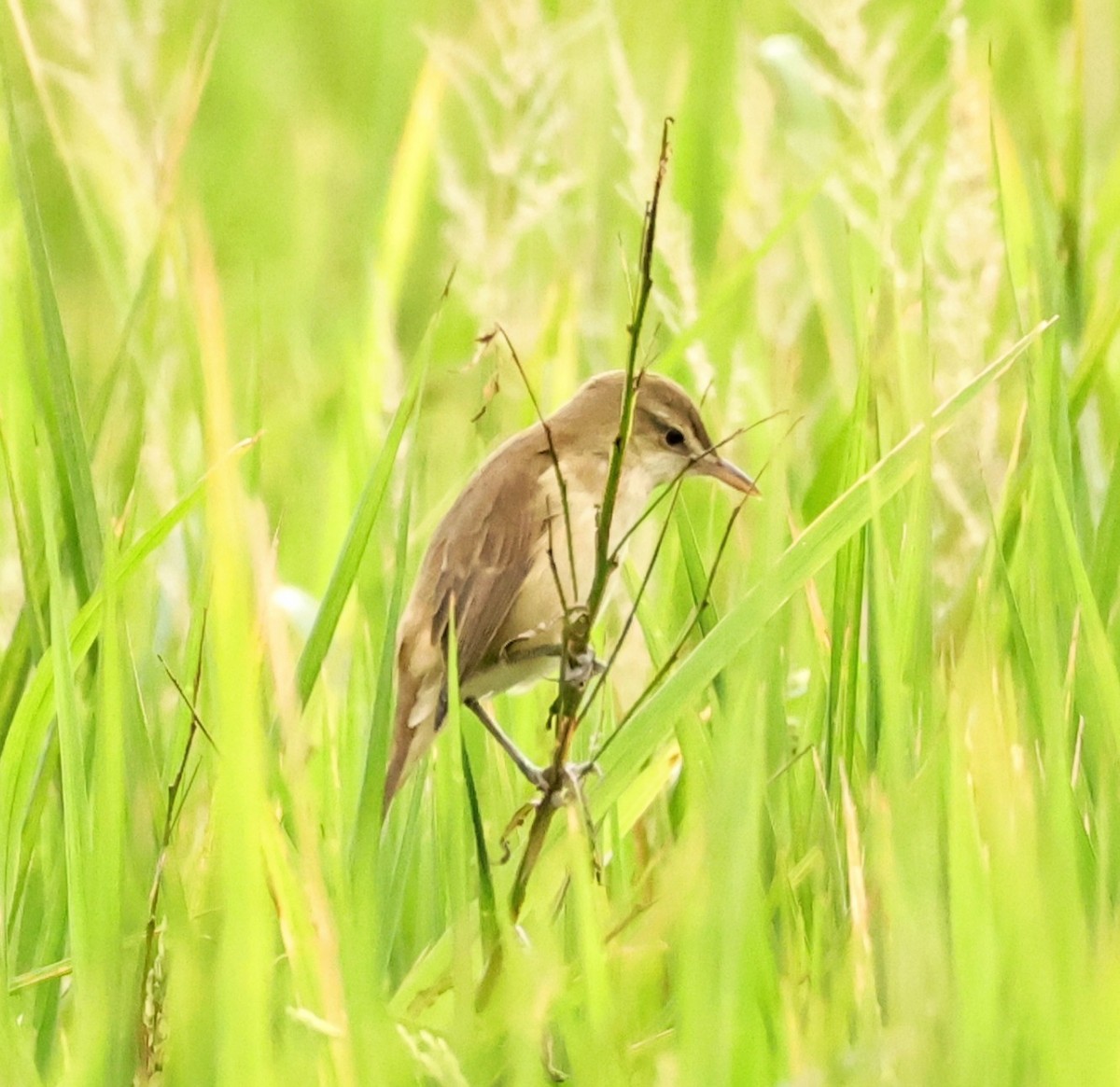 Oriental Reed Warbler - ML645636711