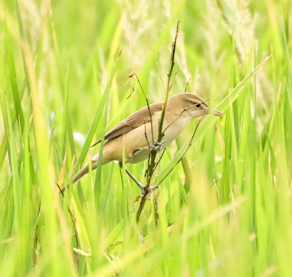 Oriental Reed Warbler - ML645636713
