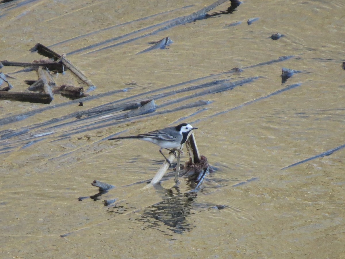 White Wagtail - ML645636718