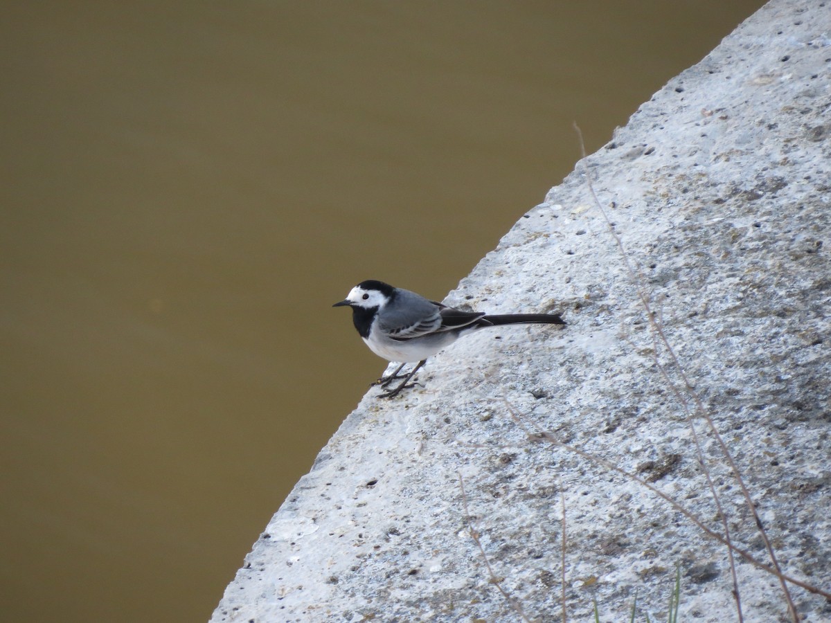 White Wagtail - ML645636719